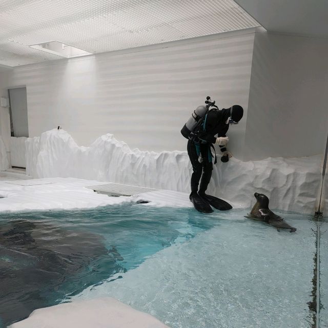 海遊館　「北極圏」来場者を覗きにくるワモンアザラシ