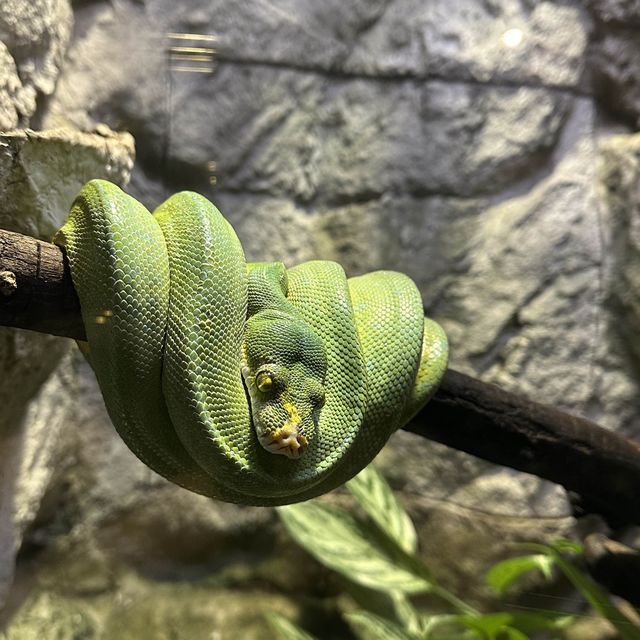 円山動物園 本地人和遊客都值得一遊的地方👍🏻