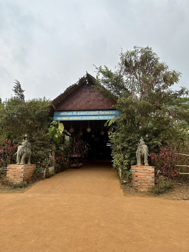 Sea Forest- Mondulkiri-Cambodia 🌳⛰️🌴🌳