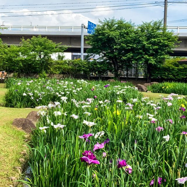 เทศกาลดอกไอริส 花じょうぶ祭