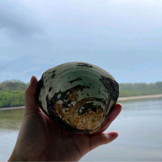 【沖縄県/西表島】仲間川マングローブクルーズ 【沖縄県/西表島】仲間川マングローブクルーズ