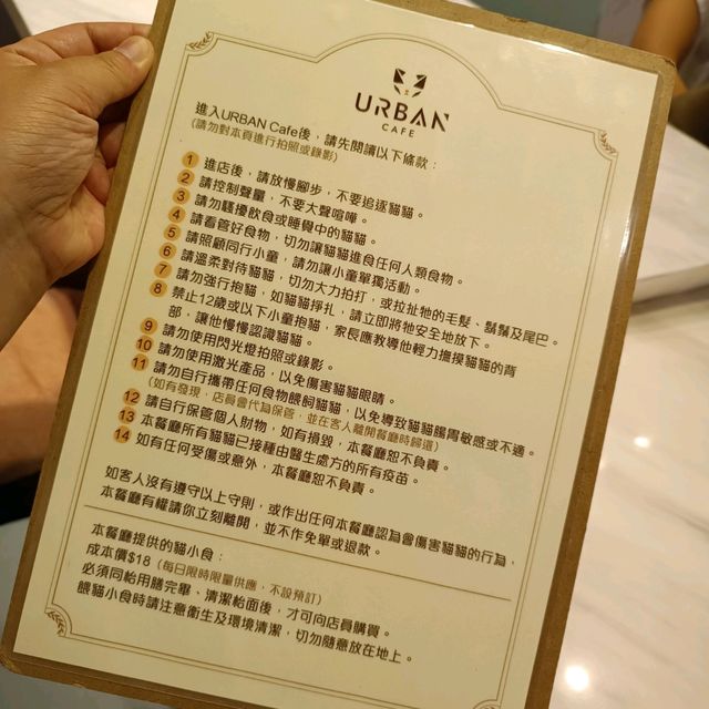 貓奴必去cafe