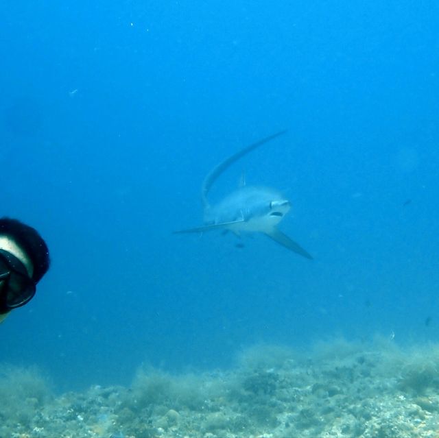 thresher shark at malapausca 