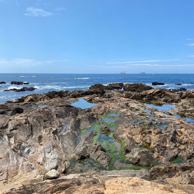 [포르토] 예쁜 공원이 가득한 포르토 해변 Passeio Alegre🏝️