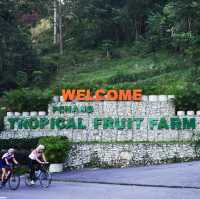 Exploring Penang's Fruit Wonderland!