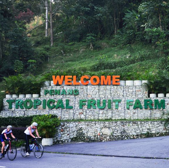 Exploring Penang's Fruit Wonderland!