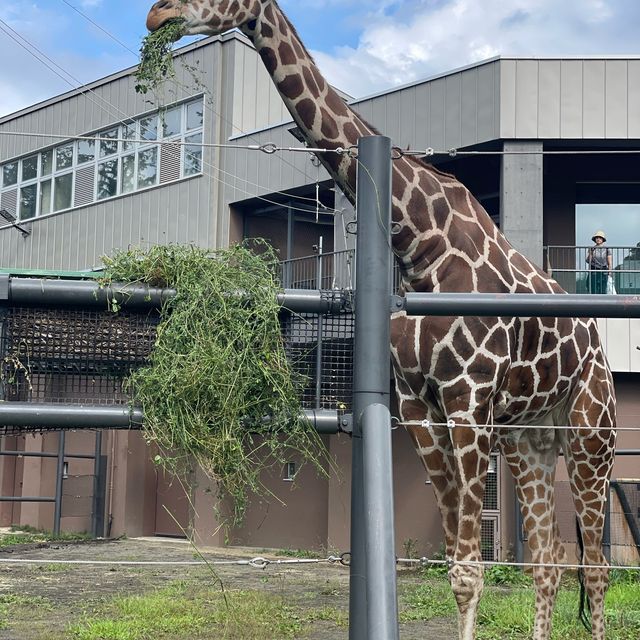 円山動物園