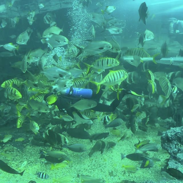 海洋奇蹟解密！屏東國立海洋生物博物館🌊🔬🐚