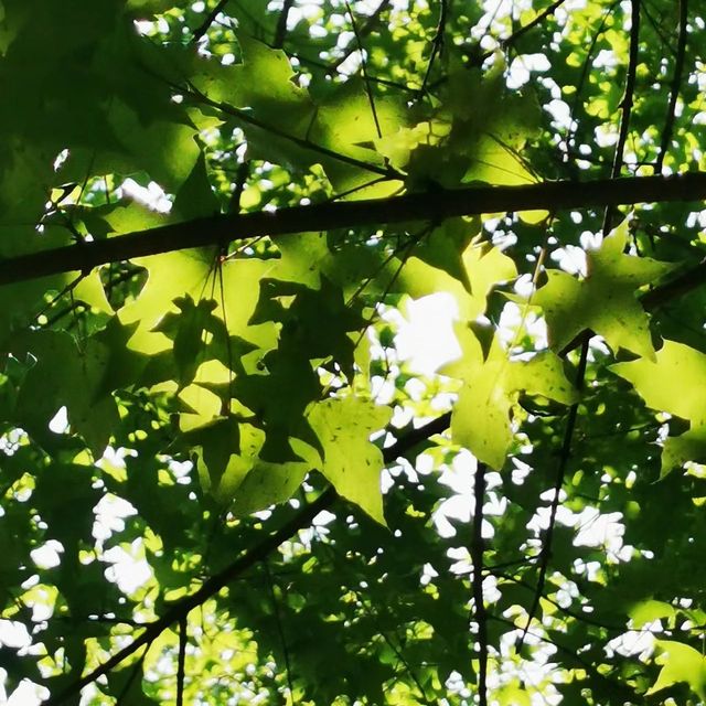 🌳🌸🏞️ 西山公園⛩️大自然的綠洲 🌳🌸🏞️