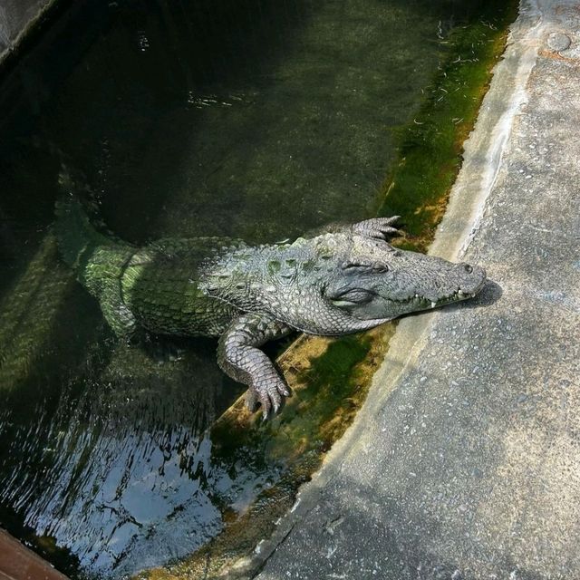 【静岡県/伊豆熱川】熱川バナナワニ園