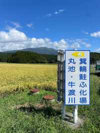 【山形県/丸池神社】2023年行ってよかった！山形県の神社③