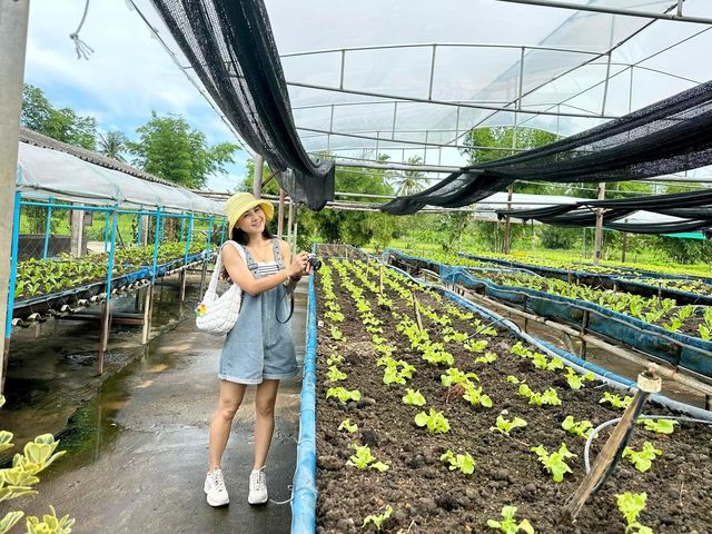  ไร่เกษมสุข🌱เกษตรอินทรีย์กุยบุรี 🥬🍅🌽