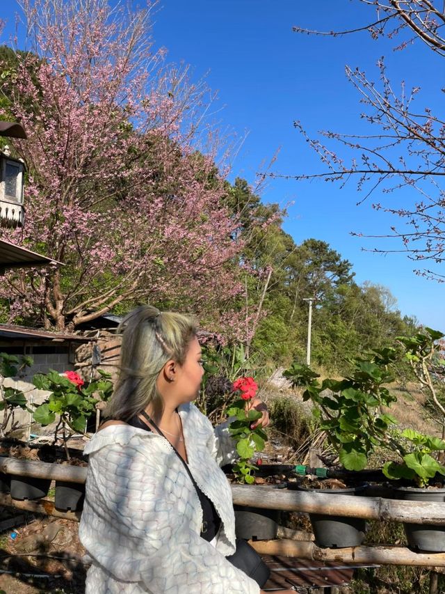 ดอกพญาเสือโคร่งบานที่ขุนสถาน