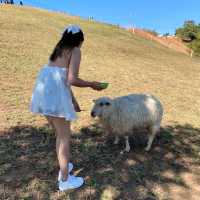 ฟาร์มแกะฟาร์มใจ ดอยช้าง เชียงราย🐑🍃✨