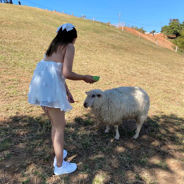 ฟาร์มแกะฟาร์มใจ ดอยช้าง เชียงราย🐑🍃✨