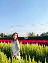 AGA Happy farm สวนดอกไม้แม่แตง เชียงใหม่