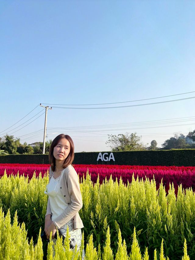 AGA Happy farm สวนดอกไม้แม่แตง เชียงใหม่