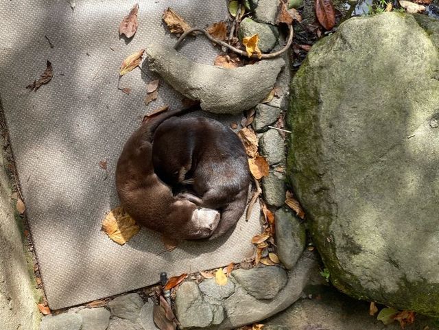 可極近距離接觸動物❤️可愛到融化了