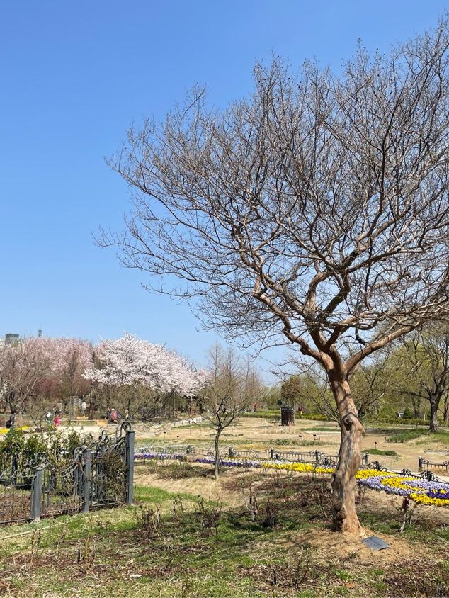 주말 봄꽃 나들이 추천;: 대전 한밭 수목원🌼