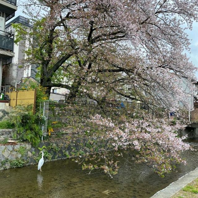 Kamo river stroll/run/bike