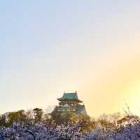 Stunning with Osaka castle in cherry blossum