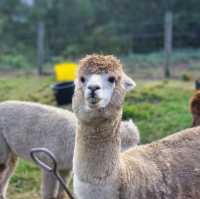 ไปเล่นกับอัลปาก้า Alpaca กัน