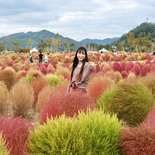 양산 인생샷 명소 황산공원 너무 예뻐 ♥ 꽃 천국!