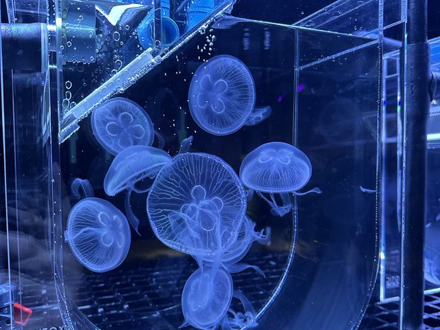 Aquarium​ Phuket ที่ใหญ่ที่สุดในประเทศไทย​
