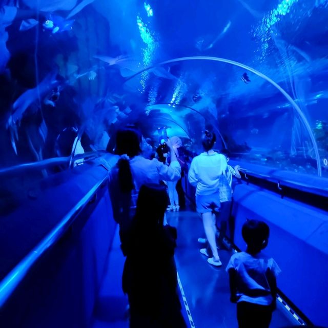 Discover Underwater World in Aquaria KLCC