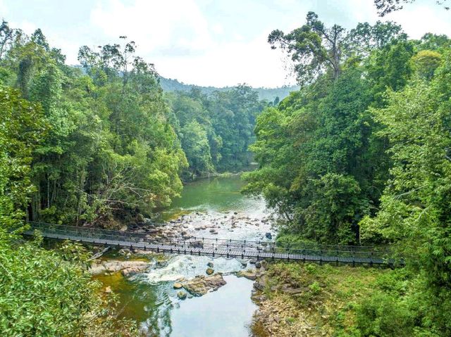 One of the World Oldest Tropical Rainforests