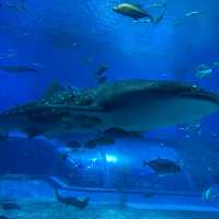 沖縄本島・美ら海水族館カフェ「オーシャンブルー」ジンベエザメを見ながら食事ができる席が大人気