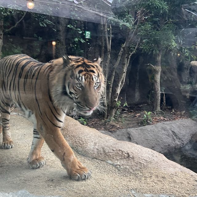 大人小孩都喜歡的神戶動物王國