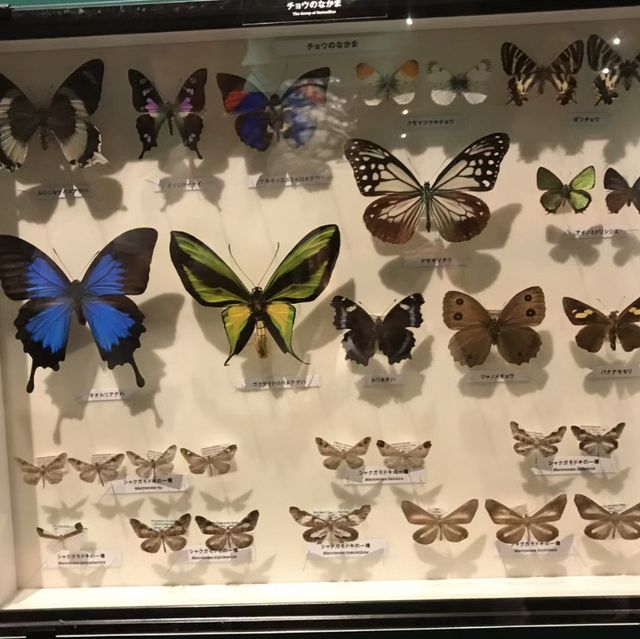 🌟 科普大本營·東京國立科學博物館🎌