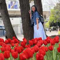 The best Tulip Season in Yokohama Park!