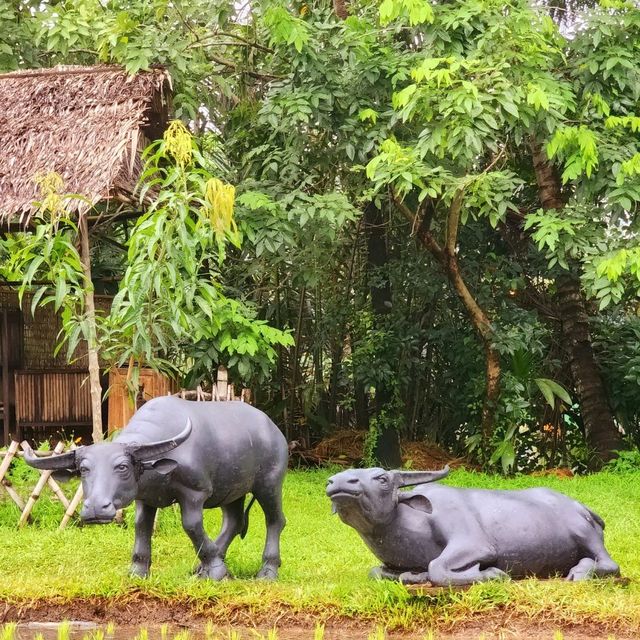 Indulge in The Natural Scenery of Binh Quoi!