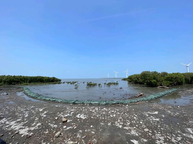 彰化-漫步在紅樹林🌸|芳苑海空步道|（貼近大自然）