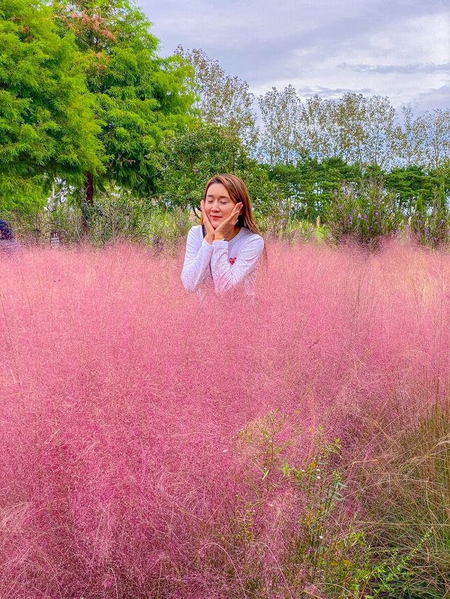 🌾팜파스 성지 가을 필수 여행 코스 태안 청산수목원