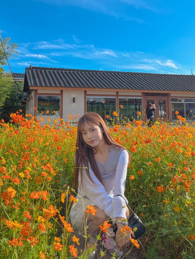 지금 꼭 가야하는 코스모스 스팟💛