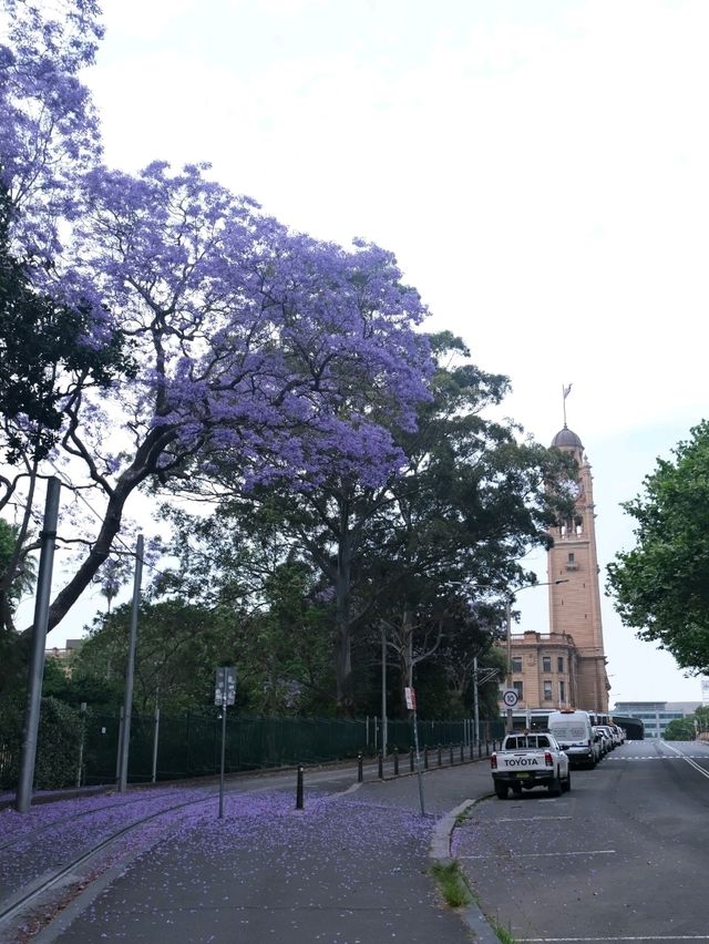 澳洲悉尼絕美打卡藍花楹隧道