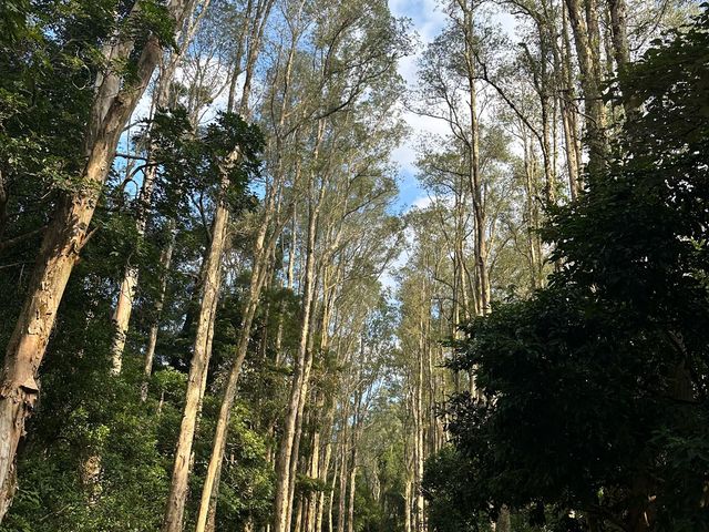 迷人的水塘與白千層，踏上城門水塘之旅