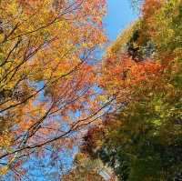 Autumn Foliage at Naejangsan National Park