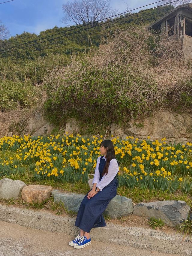 [거제] 구조라해수욕장 수선화 구경하러 고고