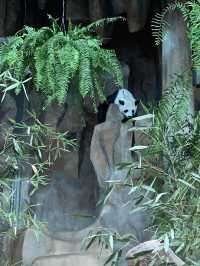 สวนสัตว์เชียงใหม่ 🐼