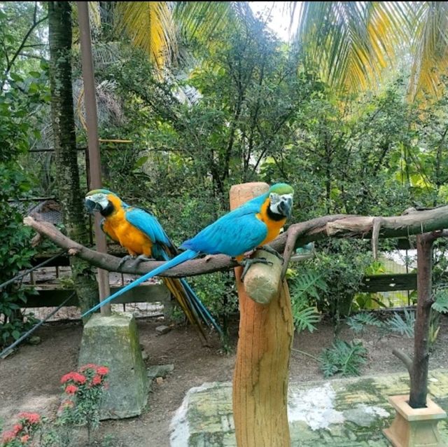 PETTING ZOO IN KLANG VALLEY