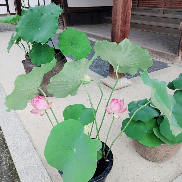 金閣寺周辺おすすめグルメ４選