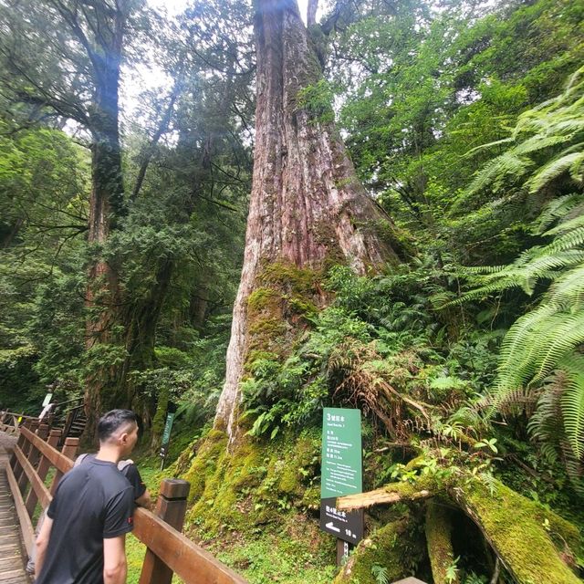 桃園景點｜拉拉山神木群步道
