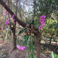 スラバヤ　マングローブ公園【Wisata Mangrove Gunung Anyar】