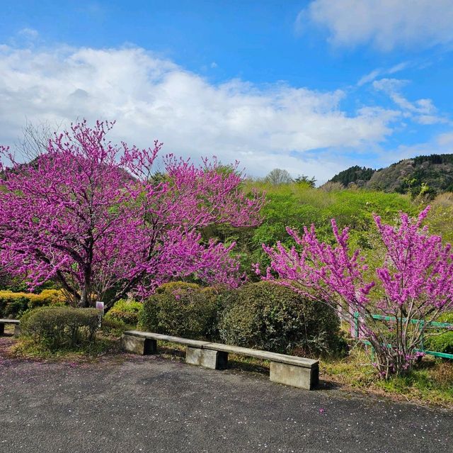 造就別府溫泉鄉的日本名山鶴見岳⛰️