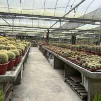 Cameron highlands must see~Cactus valley 