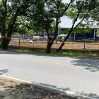 「遊覽台中之旅 - 台中公園、東海大學與美味鮭魚拉麵」